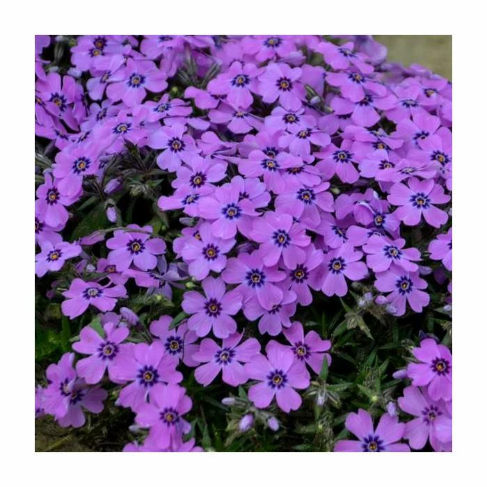 Phlox subulata 'Eye Shadow' | 3L Pot 1 Phlox subulata 'Eye Shadow' | 3L Pot