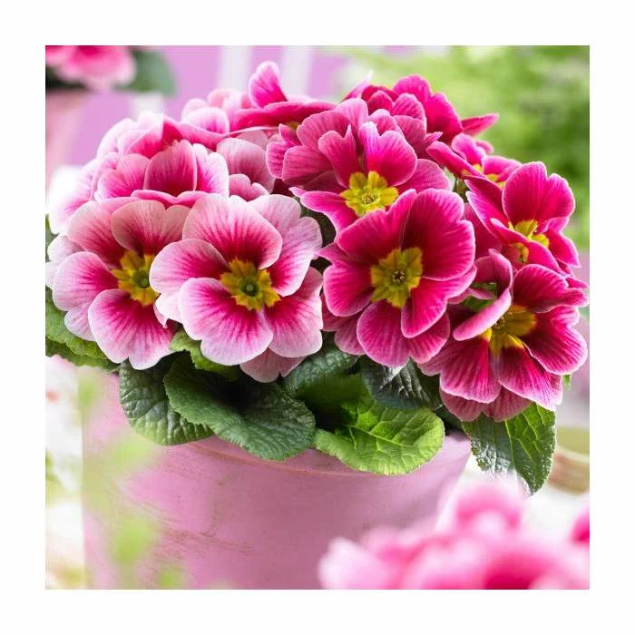 Primula vulgaris 'Sphinx F1 Rose Shades' | 10.5cm Pot 1 Primula vulgaris 'Sphinx F1 Rose Shades' | 10.5cm Pot