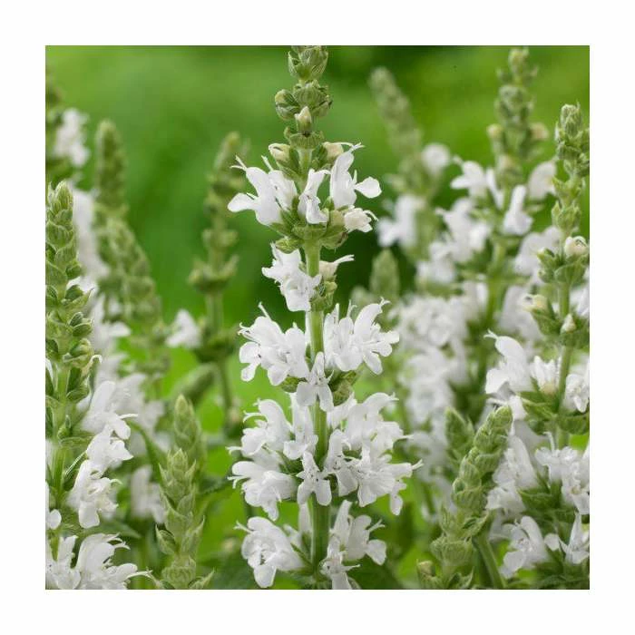 Salvia Sensation Collection | 3 x 10.5cm Pots 2 Salvia Sensation Collection | 3 x 10.5cm Pots - Image 2