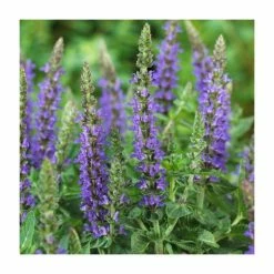 Salvia Sensation Collection | 3 x 10.5cm Pots 7 Salvia Sensation Collection | 3 x 10.5cm Pots -August Plants Shop PL9949 add image 3 e13c