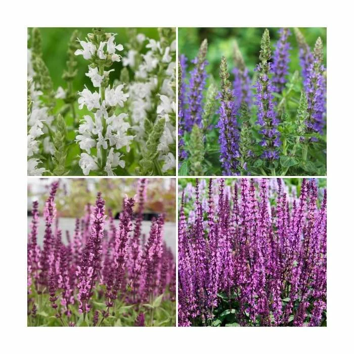 Salvia Sensation Collection | 3 x 10.5cm Pots 1 Salvia Sensation Collection | 3 x 10.5cm Pots