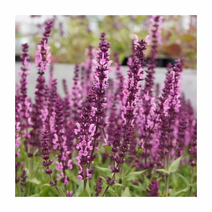 Salvia Sensation 'Deep Rose' | 2L Pot 1 Salvia Sensation 'Deep Rose' | 2L Pot