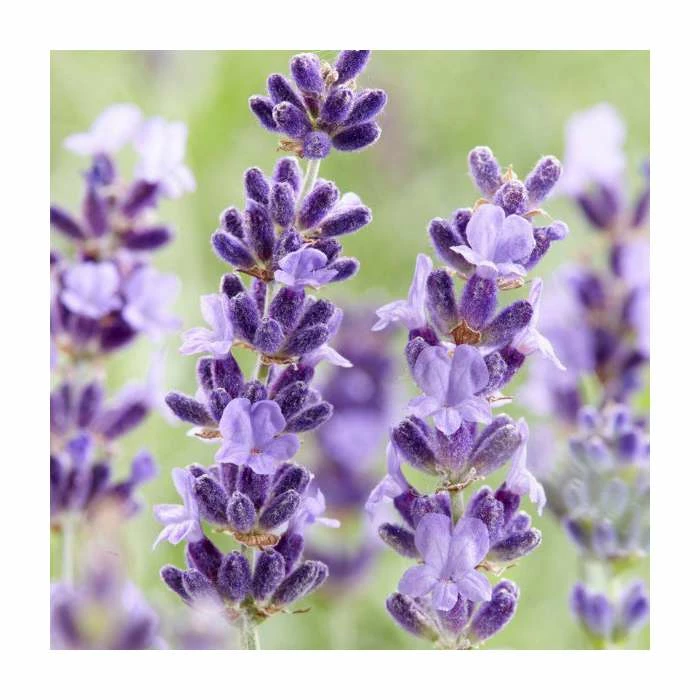 Lavender 'Hidcote' | English Lavender | 2L Pot 1 Lavender 'Hidcote' | English Lavender | 2L Pot