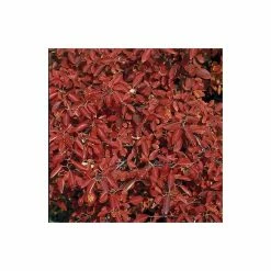 Amelanchier lamarckii | Amelanchier Tree 11 Amelanchier lamarckii | Amelanchier Tree -August Plants Shop TR0133 add image 1 7025