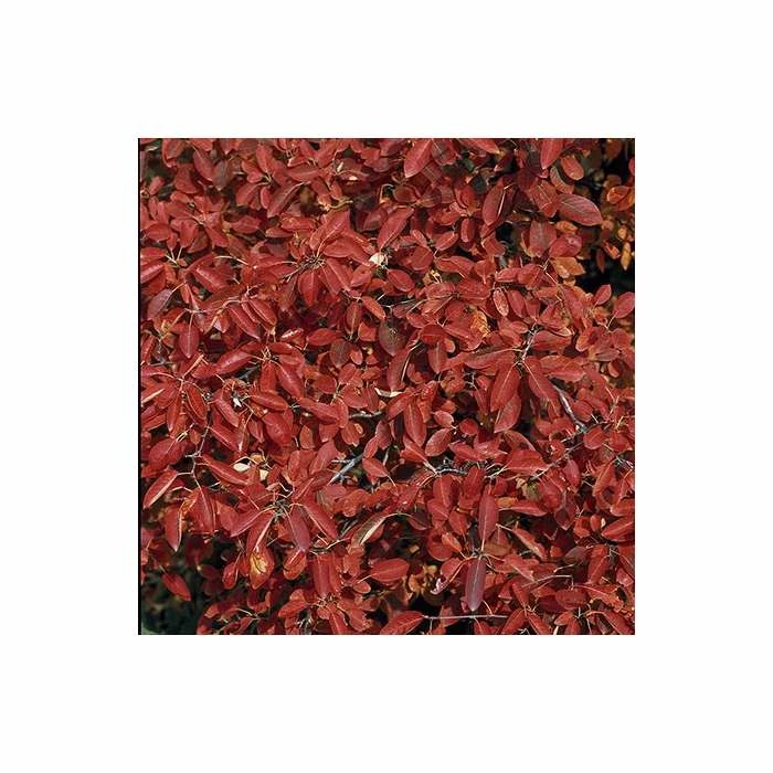 Amelanchier lamarckii | Amelanchier Tree 3 Amelanchier lamarckii | Amelanchier Tree - Image 3