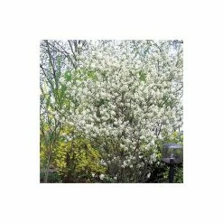 Amelanchier lamarckii | Amelanchier Tree 12 Amelanchier lamarckii | Amelanchier Tree -August Plants Shop TR0133 add image 2 bd4a