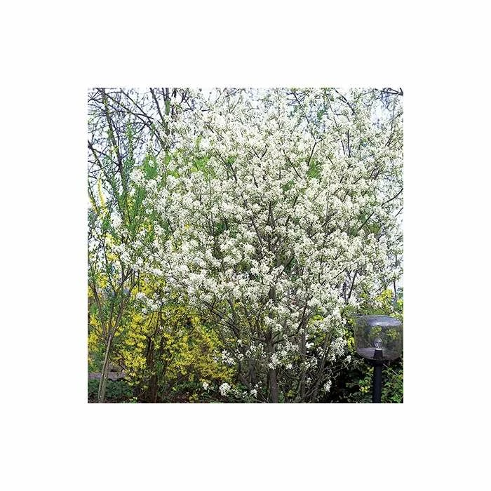Amelanchier lamarckii | Amelanchier Tree 4 Amelanchier lamarckii | Amelanchier Tree - Image 4