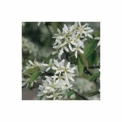 Amelanchier lamarckii | Amelanchier Tree 14 Amelanchier lamarckii | Amelanchier Tree -August Plants Shop TR0133 add image 4 65d6