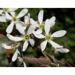Amelanchier lamarckii | Amelanchier Tree 17 Amelanchier lamarckii | Amelanchier Tree -August Plants Shop TR0133 add image 7 5ab8