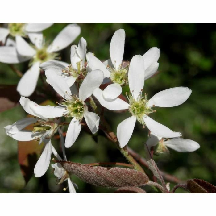 Amelanchier lamarckii | Amelanchier Tree 9 Amelanchier lamarckii | Amelanchier Tree - Image 9