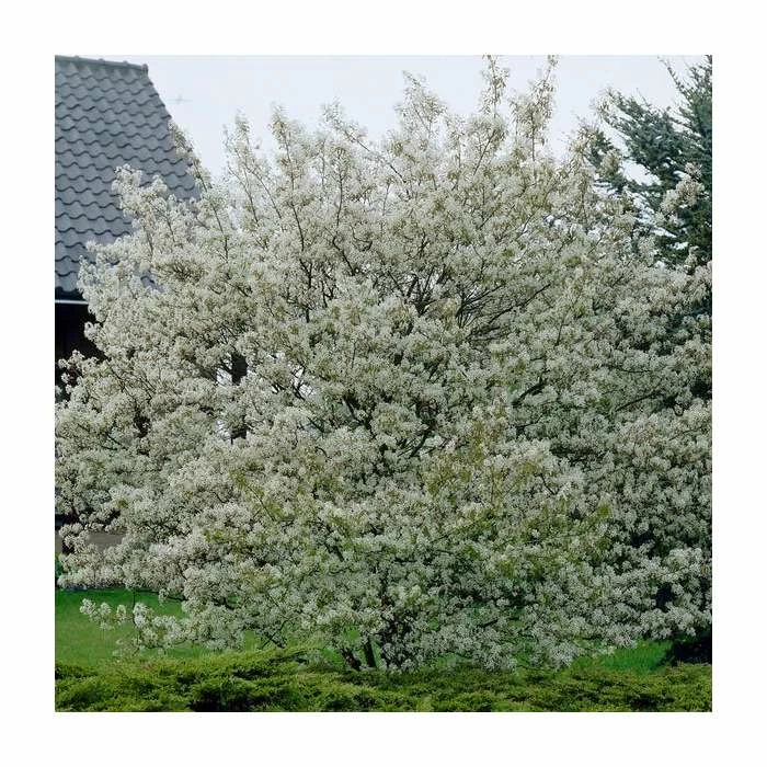 Amelanchier lamarckii | Amelanchier Tree 1 Amelanchier lamarckii | Amelanchier Tree