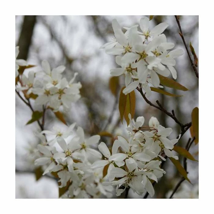 Amelanchier lamarckii | Amelanchier Tree 2 Amelanchier lamarckii | Amelanchier Tree - Image 2