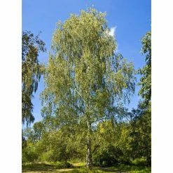 Silver Birch | Betula Pendula -August Plants Shop TR013512L add image 1 57df