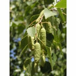 Silver Birch | Betula Pendula -August Plants Shop TR013512L add image 2 6e23