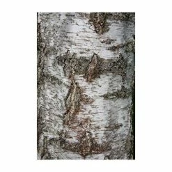 Silver Birch | Betula Pendula -August Plants Shop TR013512L add image 3 942a