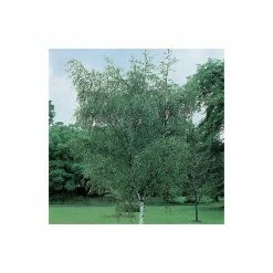 Silver Birch | Betula Pendula -August Plants Shop TR013512L add image 4 e015