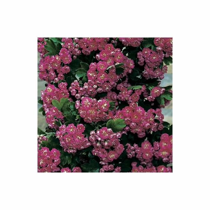 Crataegus laevigata 'Pauls Scarlet' | Hawthorn Tree | 12L Pot | 150-180cm | By Frank P Matthews 2 Crataegus laevigata 'Pauls Scarlet' | Hawthorn Tree | 12L Pot | 150-180cm | By Frank P Matthews - Image 2