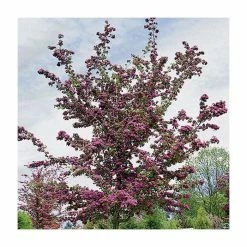 Crataegus laevigata 'Pauls Scarlet' | Hawthorn Tree -August Plants Shop TR01399L add image 2 2cc8