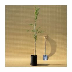 Crataegus laevigata 'Pauls Scarlet' | Hawthorn Tree -August Plants Shop TR01399L add image 5 7d98