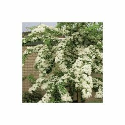 Crataegus laevigata 'Plena' | Hawthorn Tree -August Plants Shop TR0140 add image 1 c41e