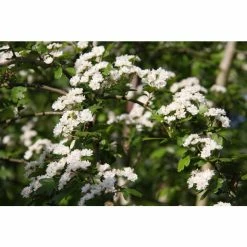 Crataegus laevigata 'Plena' | Hawthorn Tree -August Plants Shop TR0140 add image 3 32eb