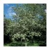 Crataegus laevigata 'Plena' | Hawthorn Tree