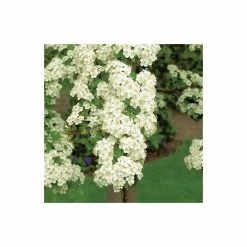 Crataegus × lavalleei 'Carrierei' | Hawthorn Tree | 9L Pot | 120-150cm -August Plants Shop TR0142 add image 2 8adb