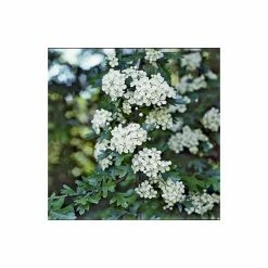 Crataegus × lavalleei 'Carrierei' | Hawthorn Tree | 9L Pot | 120-150cm -August Plants Shop TR0142 add image 3 8e51