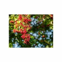 Crataegus × lavalleei 'Carrierei' | Hawthorn Tree | 9L Pot | 120-150cm -August Plants Shop TR0142 add image 5 44ed