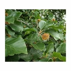 Beech Tree | Fagus Sylvatica 7 Beech Tree | Fagus Sylvatica -August Plants Shop TR0146 add image 2 1456