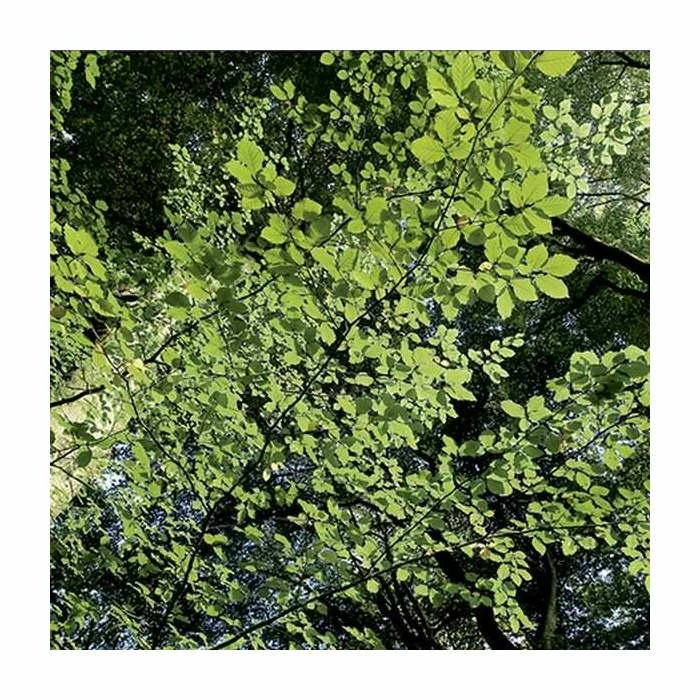 Beech Tree | Fagus Sylvatica 2 Beech Tree | Fagus Sylvatica - Image 2