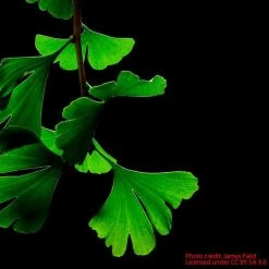Ginkgo Biloba | Maidenhair Tree 12 Ginkgo Biloba | Maidenhair Tree -August Plants Shop TR0147 add image 1 4cb4