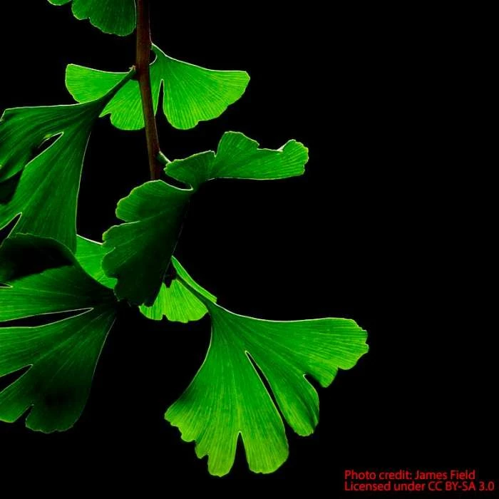 Ginkgo Biloba | Maidenhair Tree 3 Ginkgo Biloba | Maidenhair Tree - Image 3