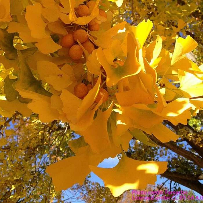 Ginkgo Biloba | Maidenhair Tree 4 Ginkgo Biloba | Maidenhair Tree - Image 4