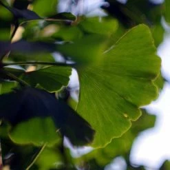 Ginkgo Biloba | Maidenhair Tree 14 Ginkgo Biloba | Maidenhair Tree -August Plants Shop TR0147 add image 3 7be3