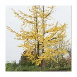 Ginkgo Biloba | Maidenhair Tree 15 Ginkgo Biloba | Maidenhair Tree -August Plants Shop TR0147 add image 4 40d7
