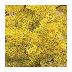 Ginkgo Biloba | Maidenhair Tree 16 Ginkgo Biloba | Maidenhair Tree -August Plants Shop TR0147 add image 5 4cf5