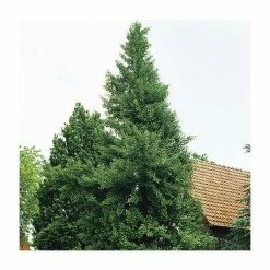 Ginkgo Biloba | Maidenhair Tree 18 Ginkgo Biloba | Maidenhair Tree -August Plants Shop TR0147 add image 7 a6b8