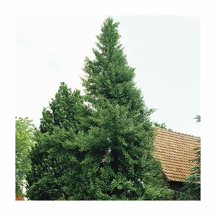 Ginkgo Biloba | Maidenhair Tree 9 Ginkgo Biloba | Maidenhair Tree - Image 9