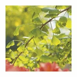 Ginkgo Biloba | Maidenhair Tree 19 Ginkgo Biloba | Maidenhair Tree -August Plants Shop TR0147 add image 8 6468