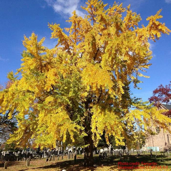 Ginkgo Biloba | Maidenhair Tree 2 Ginkgo Biloba | Maidenhair Tree - Image 2