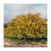 Gleditsia triacanthos f inermis 'Sunburst' | Golden Honey Locust Tree