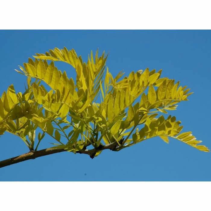 Gleditsia triacanthos f inermis 'Sunburst' | Golden Honey Locust Tree 2 Gleditsia triacanthos f inermis 'Sunburst' | Golden Honey Locust Tree - Image 2