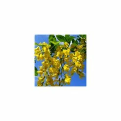 Laburnum x watereri 'Vossii' -August Plants Shop TR01499L add image 2 ebfb