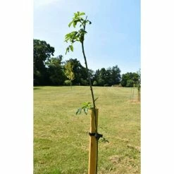 Laburnum x watereri 'Vossii' -August Plants Shop TR01499L add image 3 bfb9