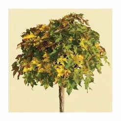 Liquidambar styraciflua 'Gum Ball' | Sweet Gum Tree | 18L Pot | 120-150cm Half Standard 7 Liquidambar styraciflua 'Gum Ball' | Sweet Gum Tree | 18L Pot | 120-150cm Half Standard -August Plants Shop TR015018L add image 1 850a