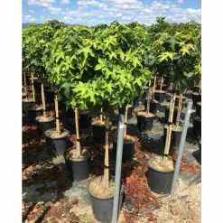 Liquidambar styraciflua 'Gum Ball' | Sweet Gum Tree | 18L Pot | 120-150cm Half Standard 8 Liquidambar styraciflua 'Gum Ball' | Sweet Gum Tree | 18L Pot | 120-150cm Half Standard -August Plants Shop TR015018L add image 2 f218
