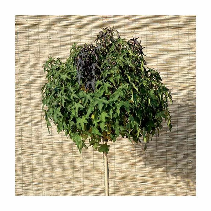 Liquidambar styraciflua 'Gum Ball' | Sweet Gum Tree | 18L Pot | 120-150cm Half Standard 2 Liquidambar styraciflua 'Gum Ball' | Sweet Gum Tree | 18L Pot | 120-150cm Half Standard - Image 2