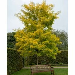 Golden False Acacia | Robinia Pseudoacacia 'Frisia' -August Plants Shop TR019212L add image 1 3c40