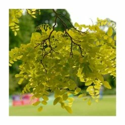 Golden False Acacia | Robinia Pseudoacacia 'Frisia' -August Plants Shop TR019212L add image 2 c05d
